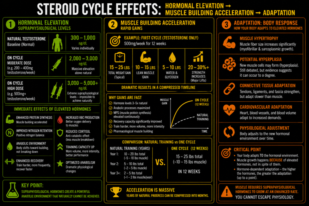Is One Steroid Cycle Worth It? (The Harsh Reality About "Just One Cycle") 2 Muscular man flexing arms showing steroid cycle results and body transformation effects